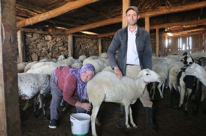 Yanık kokulu koyun yoğurdu için Babadağ'da koyun sağımı